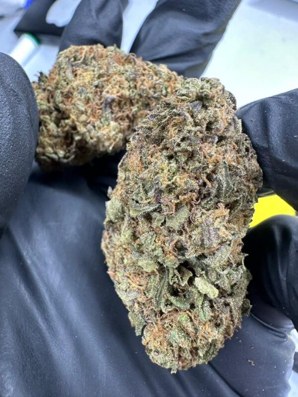 blue zushi strain blue zushi strain