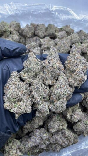 Bubblegum Gelato Strain