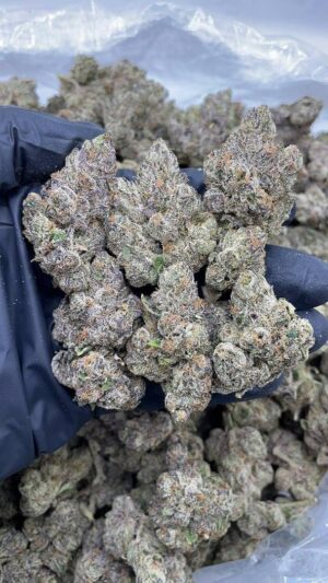 Vice Runtz Strain Vice Runtz Strain